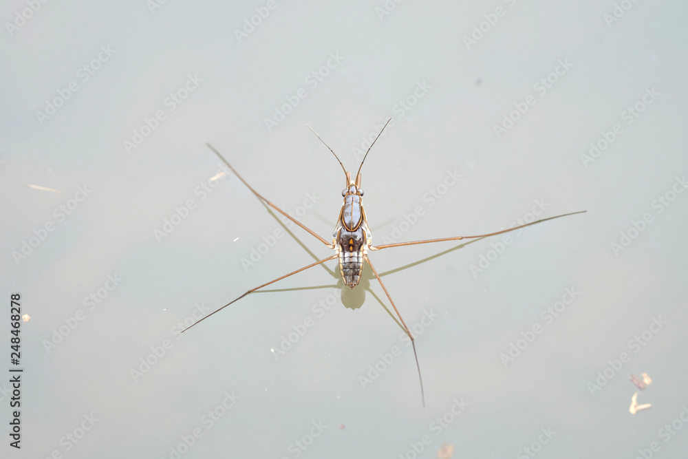 Portrait of a Water Strider Portrait of a Water Strider