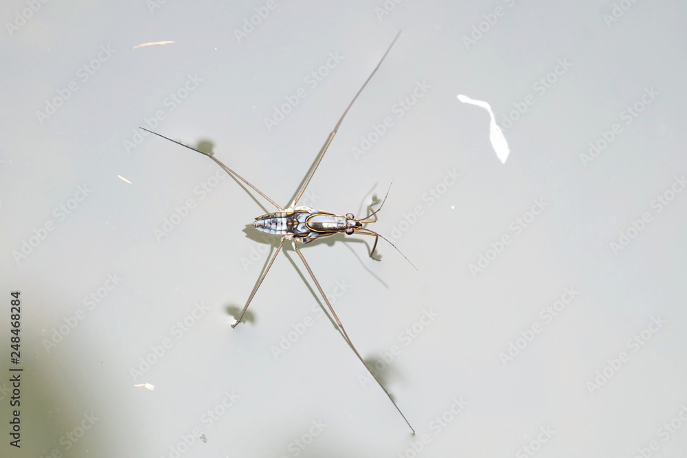Portrait of a Water Strider Portrait of a Water Strider