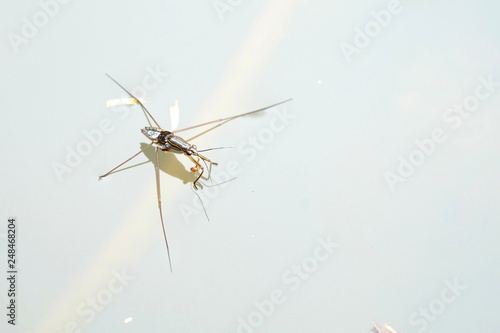 Portrait of a Water Strider