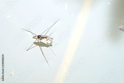 Portrait of a Water Strider