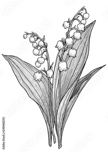 Lily of the valley illustration, drawing, engraving, ink, line art, vector