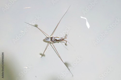 Portrait of a Water Strider