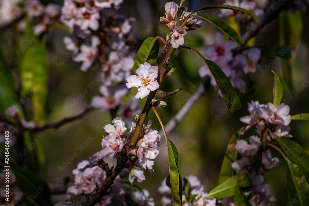 Nahaufnahme Blüten von Blumen Nahaufnahme Blüten von Blumen