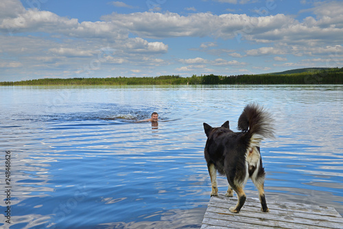 Summer landscape. Man is swimming in northern lake and Lapponian herder (Lapinporokoira or Lapp Reindeer dog) is waiting for him. Taivalkoski, Finnish Lapland photo