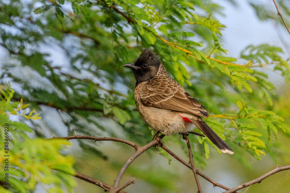 Red Vented Bulbul Red Vented Bulbul