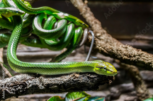 Fotografie Grüne Mamba auf einem Ast im Hintergrund weitere Schlangen