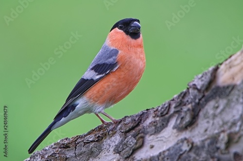 Eurasian Bullfinch