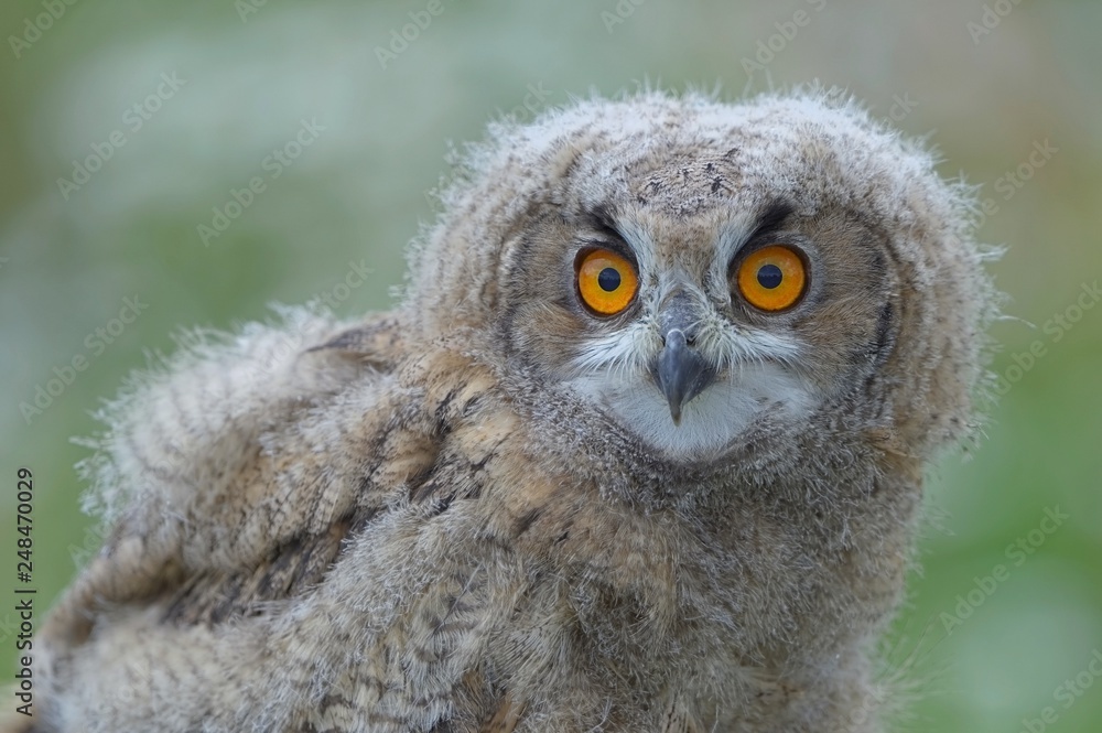 Owl chick Owl chick