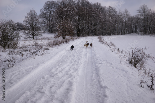 Fototapeta Naklejka Na Ścianę i Meble -  dogs playing and walking outdoors in the country in snowy winter