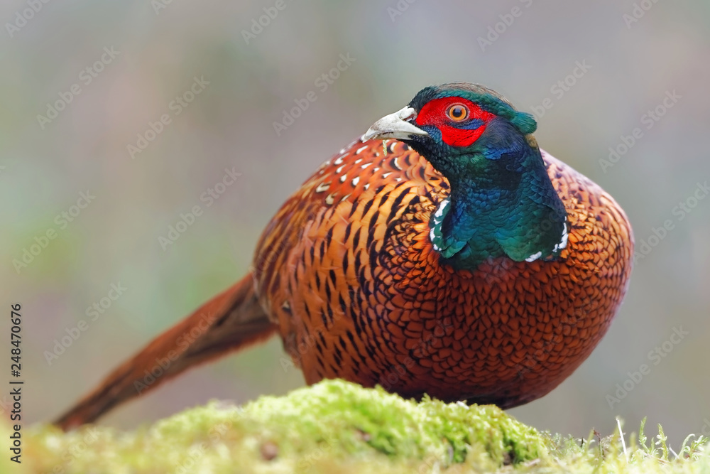 Obraz premium Common pheasant