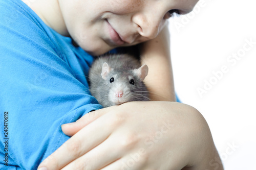In the arms of a boy - a teenager sits a gray decorative rat. Close-up.