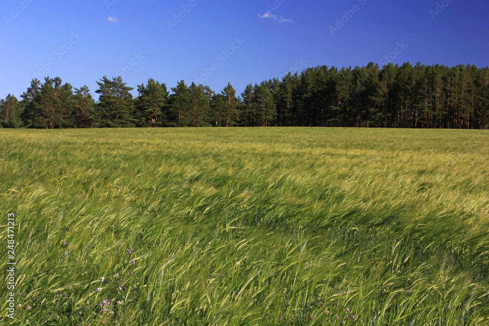 Fototapeta premium Green spikes of rye in the field