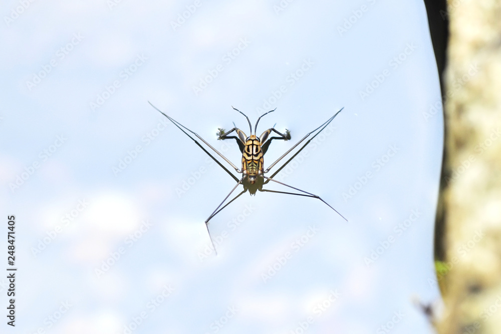 Portrait of a Water Strider Portrait of a Water Strider