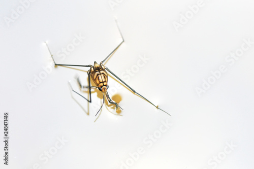 Portrait of a Water Strider