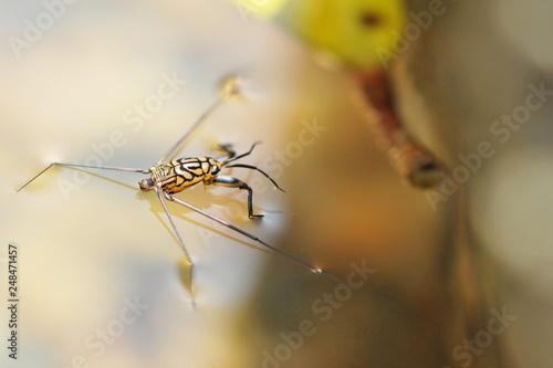 Portrait of a Water Strider
