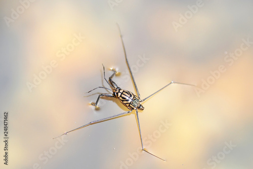 Portrait of a Water Strider