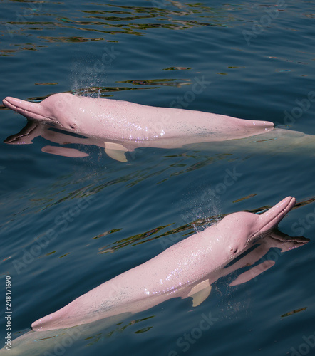 Pink Dolphin swimming in the sea.