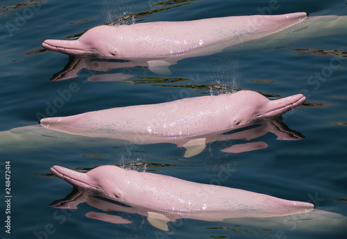 Pink Dolphin swimming in the sea.
