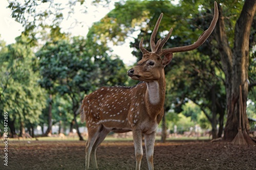 Deer in the park at the Indonesian national monument  Jakarta