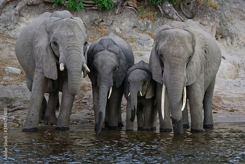 Herd of african elephants drinking water