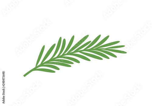 Murais de parede Rosemary branch. Isolated rosemary on white background