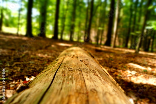 tree trunk in forest