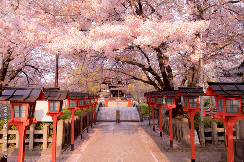 Cherry blossoms at Rokusonno Jinja Shrine, Kyoto, Japan