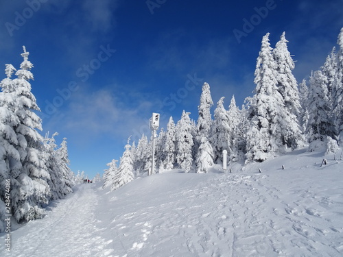 Wallpaper Mural Snow in the Harz, Germany Torontodigital.ca