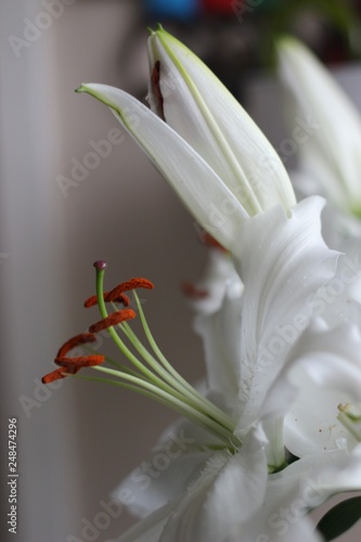 Fototapeta Naklejka Na Ścianę i Meble -  Beauty of the Lily