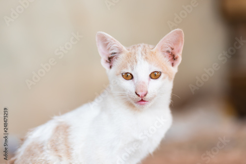 White and orange cat with yellow eyes, pet at home