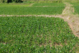 soybean growing in cultivated field
