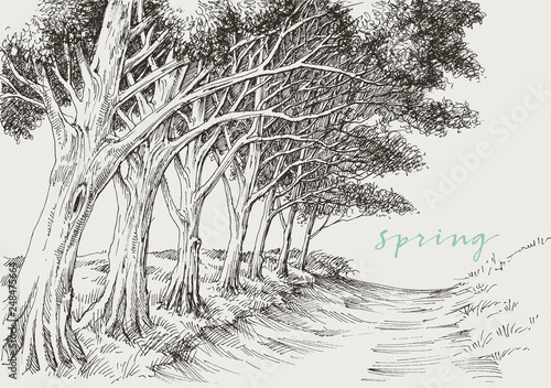 Artistic landscape, an alley in the park under the trees hand drawing