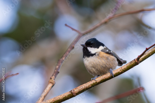 close-up of bird perching on branch