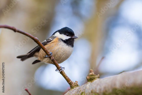 close-up of bird perching on branch
