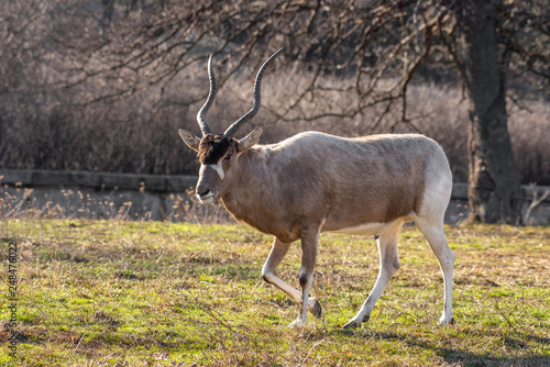 Curved horned antelope Addax (Addax nasomaculatus) It is listed a critically endangered species.