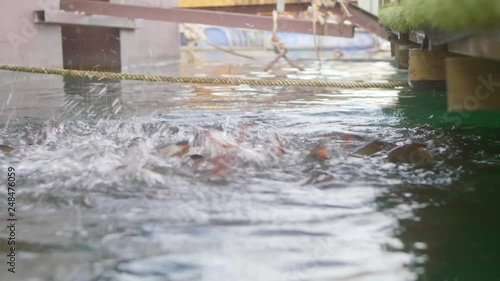 Wallpaper Mural fish Orange fish feed fish illustration Torontodigital.ca