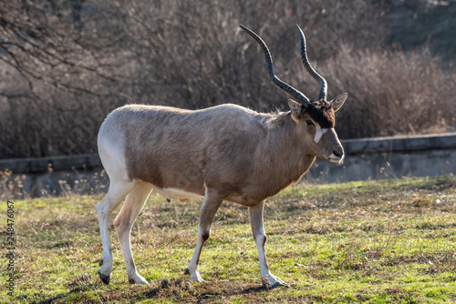 Curved horned antelope Addax  Addax nasomaculatus  It is listed a critically endangered species.