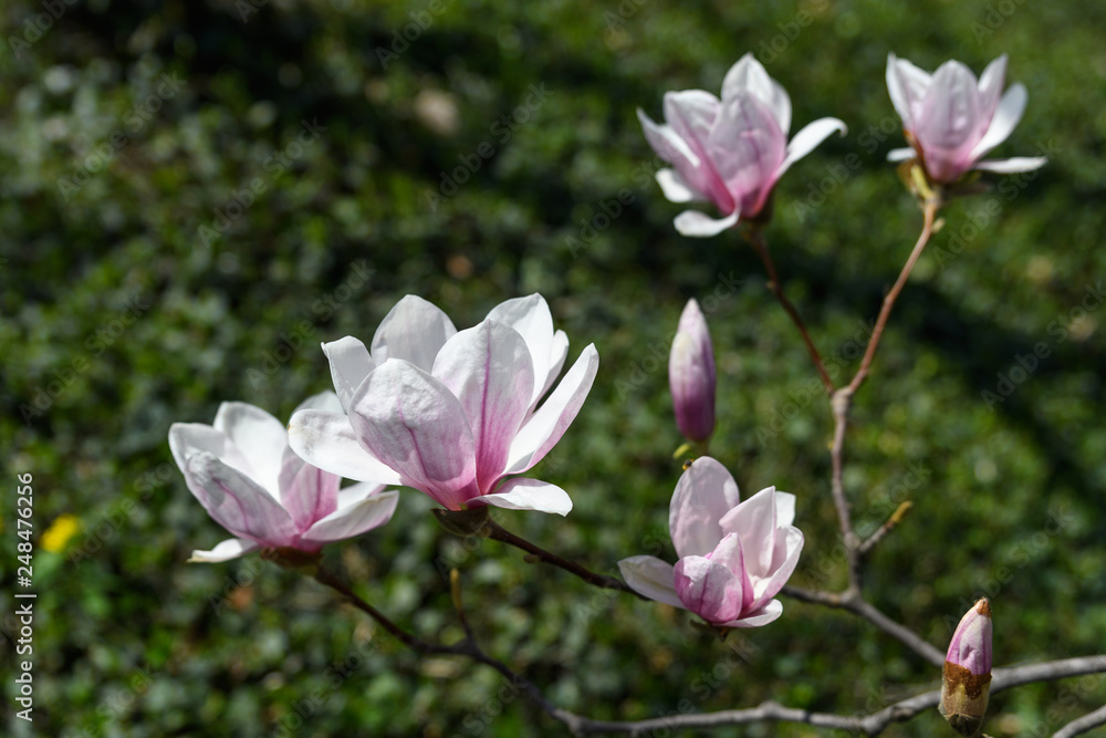White and pink magnolia flowers on branches, soft focus