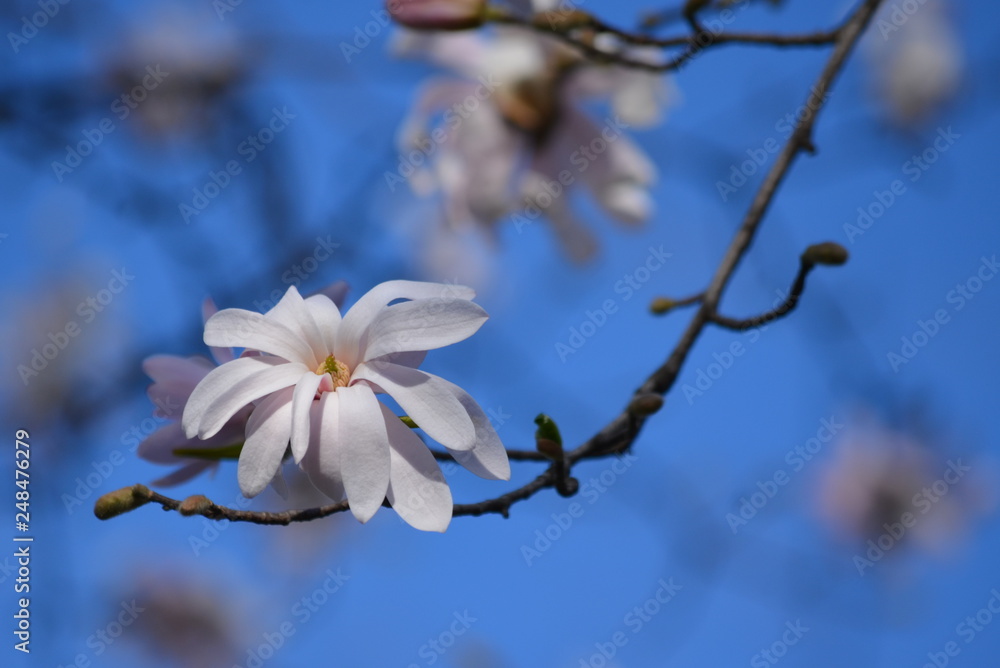 White magnolia flower on a branch on blue sky White magnolia flower on a branch on blue sky