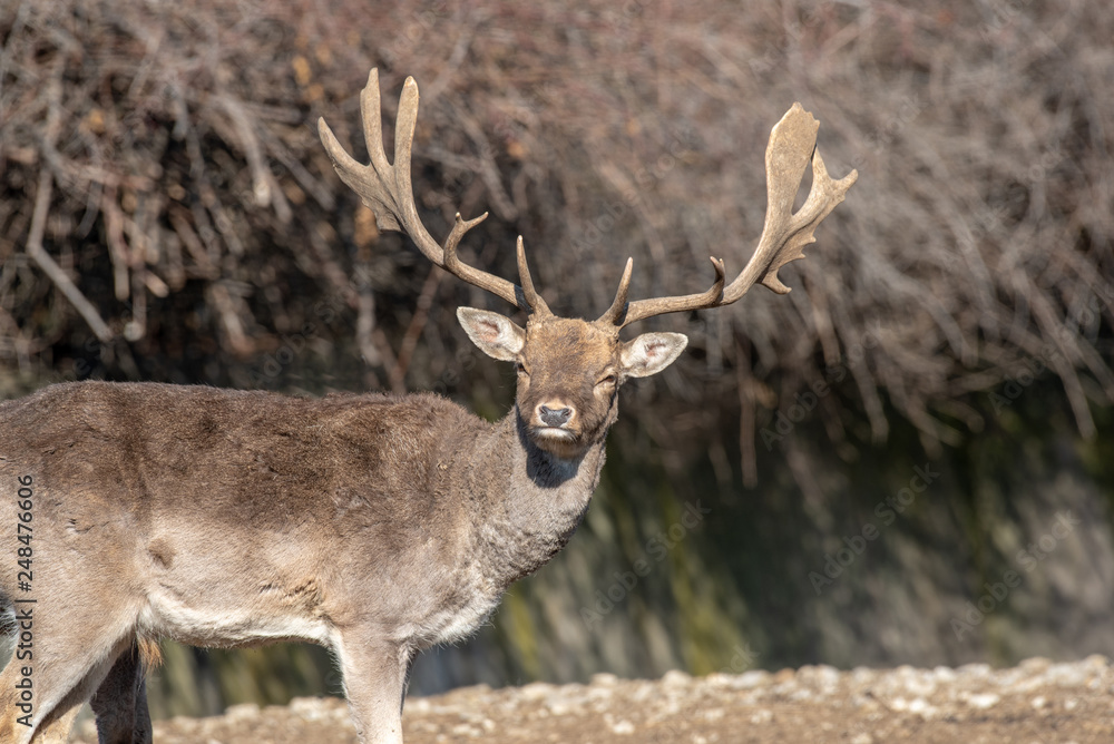 Fallow deer (Dama Dama) Nature and wildlife photo Fallow deer (Dama Dama) Nature and wildlife photo