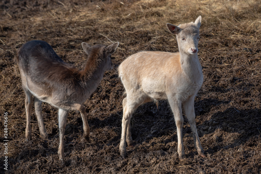 Fallow deer (Dama Dama) Nature and wildlife photo Fallow deer (Dama Dama) Nature and wildlife photo
