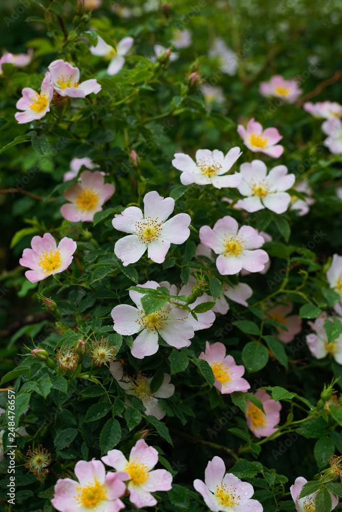Flowers on a wild rose bush with dew drops Flowers on a wild rose bush with dew drops