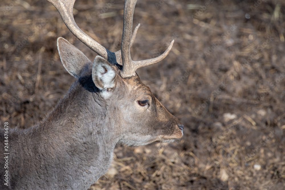 Fallow deer (Dama Dama) Nature and wildlife photo Fallow deer (Dama Dama) Nature and wildlife photo