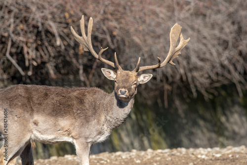 Fototapeta Naklejka Na Ścianę i Meble -  Fallow deer (Dama Dama) Nature and wildlife photo