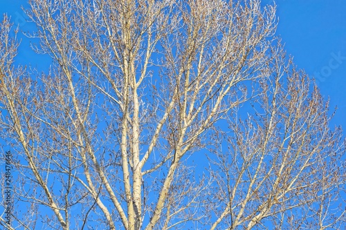 A tree against a blue sky.Frosty Sunny day.