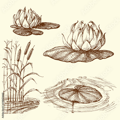 Water lily and water plants set