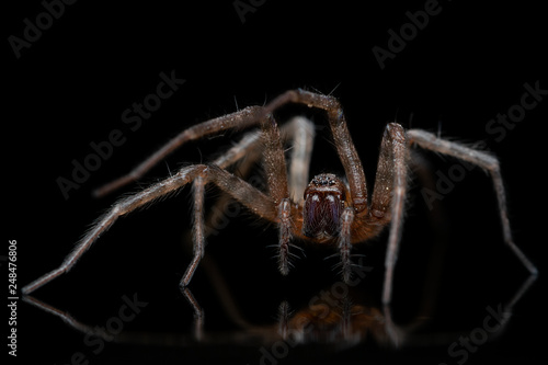 close-up of spider on black background
