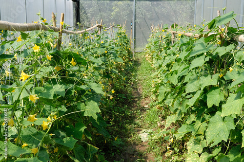 cucumber growing in greenhouse in farm