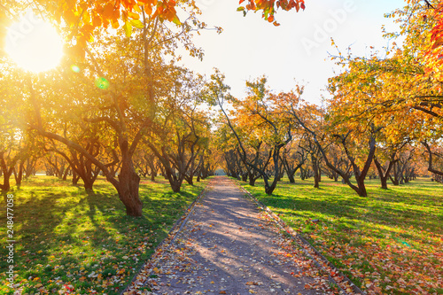 Photography autumn and yellow maple leaves in the park in Kolomenskoye park in autumn season aerial view, Moscow, Russia