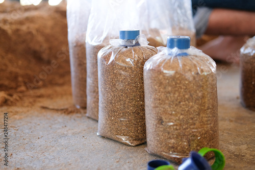 Billede på lærred artificial substrate in bag for growing mushroom in farm